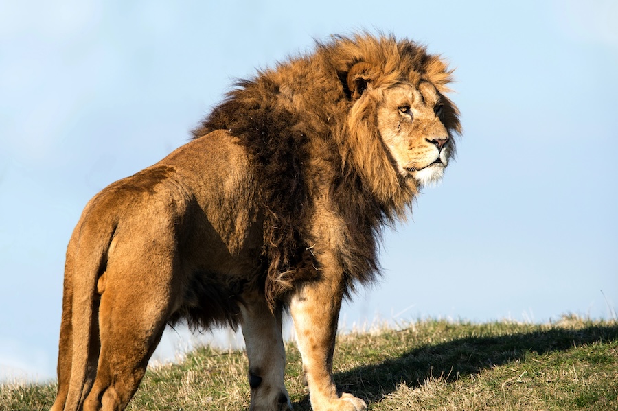 Do Animals Grow Beards